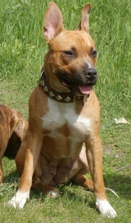Tarra (AST)