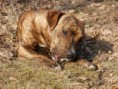 Honey (APBT)
