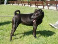 Sendy (x Sharpei)